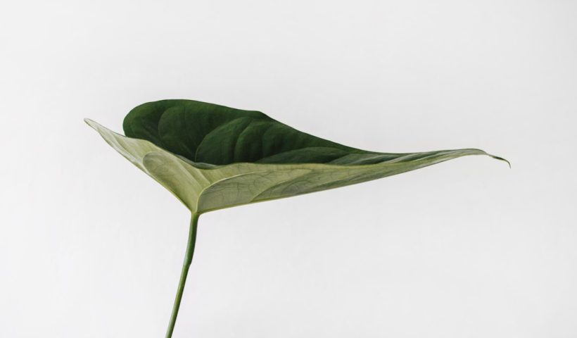Photo Botanical wallpaper