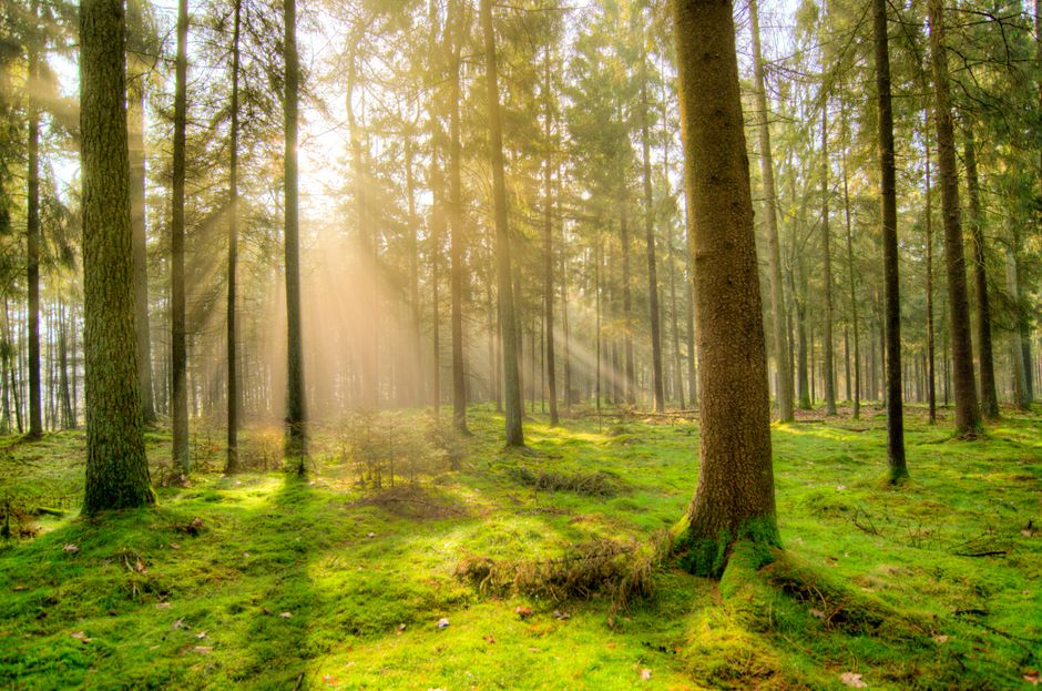 Gezin plant bomen in geboortebos ambiance. Gezin plant bomen in geboortebos ambiance.