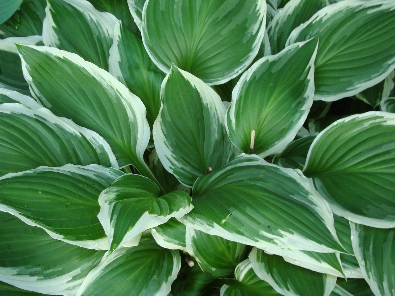 Wand met groene, schaduwrijke zonwerende planten.