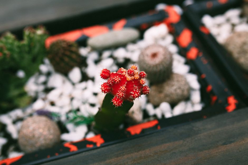 Gezellige herfstkleurige cacti versieren een woonkamer. Gezellige herfstkleurige cacti versieren een woonkamer.